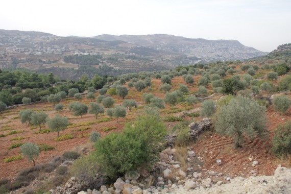 1_Qaisi