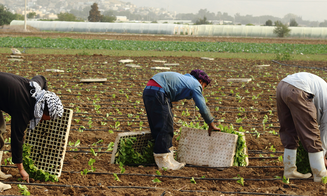 egyptian workers farmers jordan