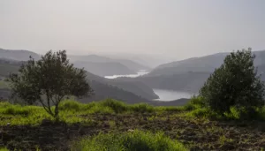 موسم العكوب والخبيزة: الربيع كمشغِّل