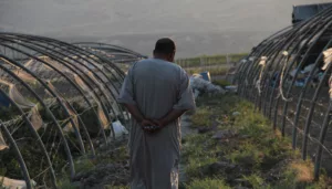 هل تنجح محاولات إحلال العمالة المحلية مكان المهاجرة في القطاع الزراعي؟