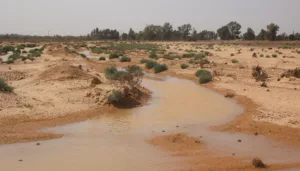 «نشفت قدام عيوننا»: ما الذي عناه جفاف واحات الأزرق لأهلها؟