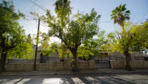 شجرة على الرصيف: كيف يساعدنا التشجير الحضري على التكيف مع الحرّ؟
