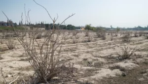 عيون المزارعين على السماء: هل تنقذ بقية الشتاء الموسم الزراعي؟