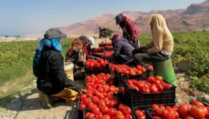 عمال الزراعة الصغار: طفولة مسلوبة تحت الشمس