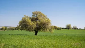 ما الذي يحدث عندما تفقد الفصول تناغمها؟