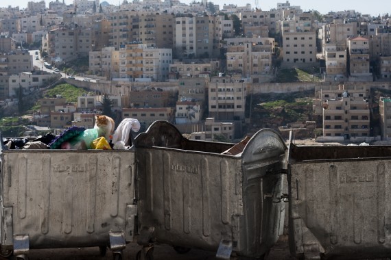 A cat searches in three dumpsters in Jabal Amman, with Hai Nazzal in the background