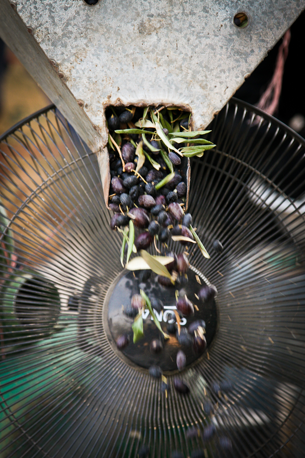 Aisha SH Olive Farm-11