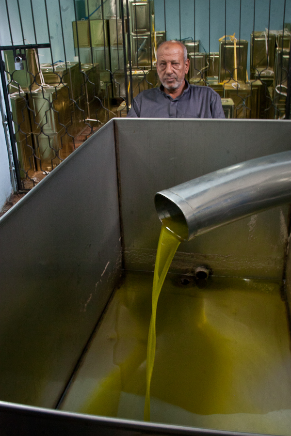 Aisha SH Olive Farm-19