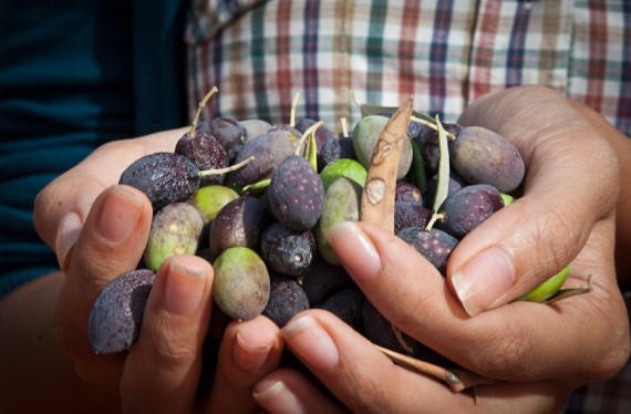 Aisha SH Olive Farm-6