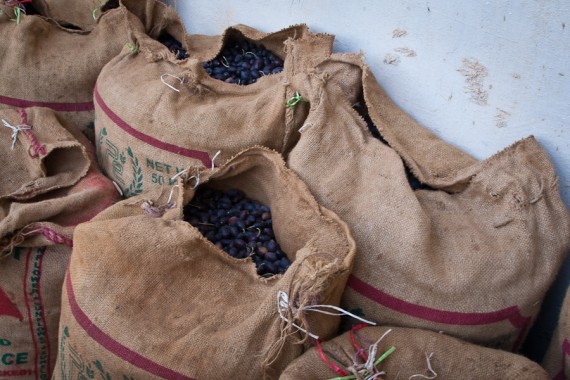 Aisha SH Olive Farm-8