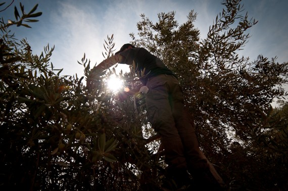 Kalan Olive Farm-11