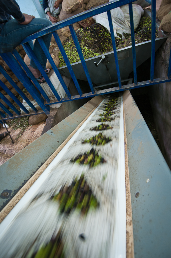 Kalan Olive Farm-23